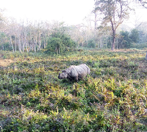 4 Nights 5 Days in Dooars