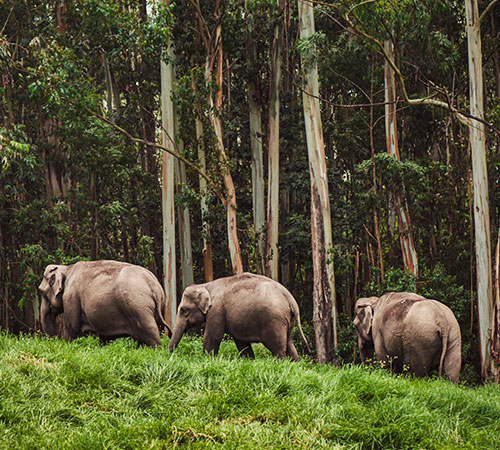 Explore Dooars In 6 Days