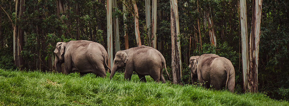 Jaldapara National Park